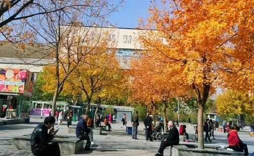 太原服裝城老年活動中心秋色宜人，放眼望去一片金黃 新聞資訊 第1張